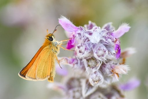 Sommerfugl, Makro, Insekt, Pollinering
