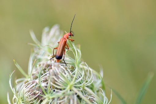 Bille, Makro, Natur, Paraply, Grøn