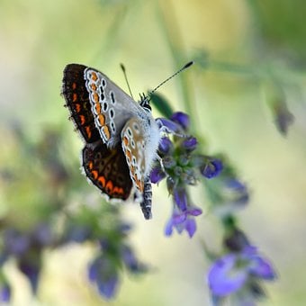 Sommerfugl, Natur, Insekt, Lilla Blomst