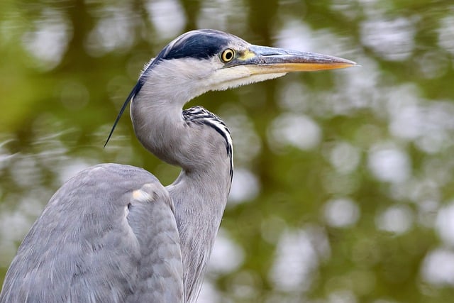 Download free HD stock image of Grey Heron Water Bird Free Grey Heron Water Bird photo and picture