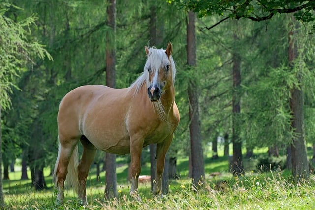 Cavalo, Floresta, Natureza