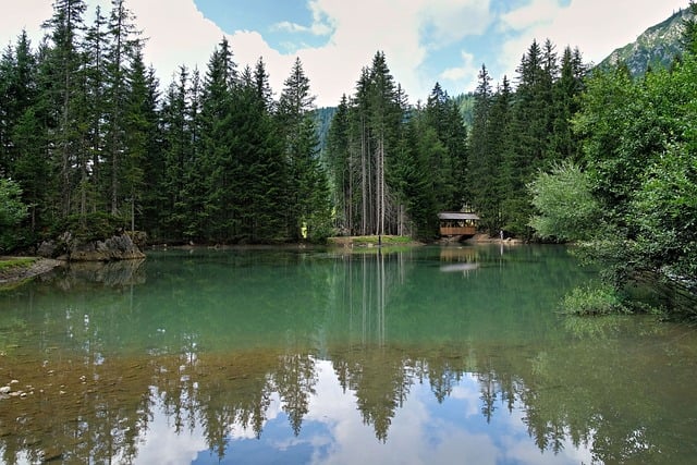 Floresta, Lago, Pinheiro, Tranquilidade