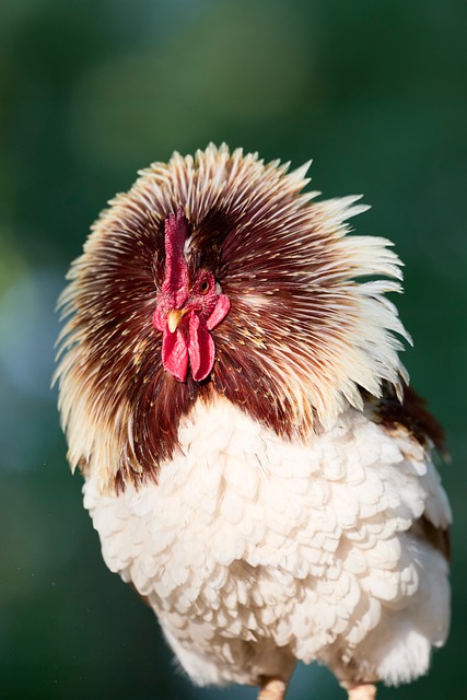 Free Rooster Poultry photo and picture