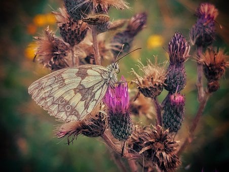 Vlinder, Bloem, Insect, Vleugels