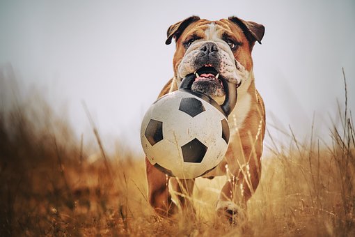 Bulldogge, Fußball, Porträt, Hund, Tier