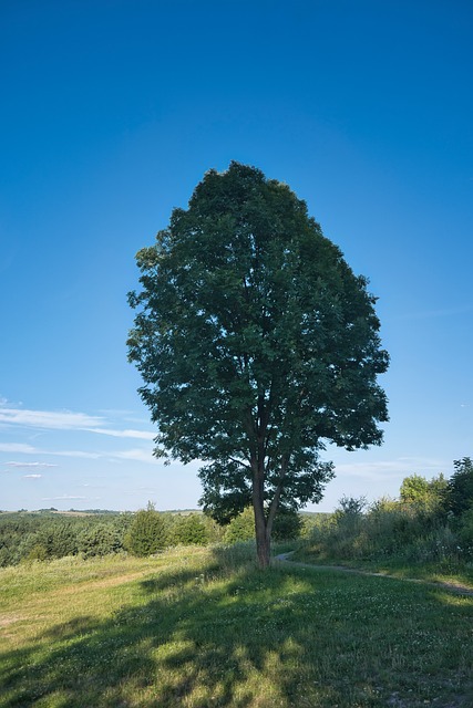 Free Tree Nature photo and picture