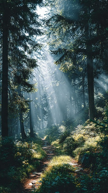 Skov, Natur, Sti, Sollys, Skygge, Tyk