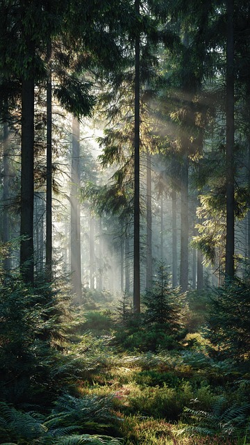 Skov, Natur, Træer, Sollys, Lys, Tåge