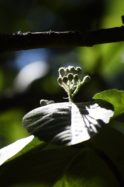 Free Bud Nature photo and picture