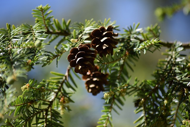 Free Pine Cone Nature photo and picture