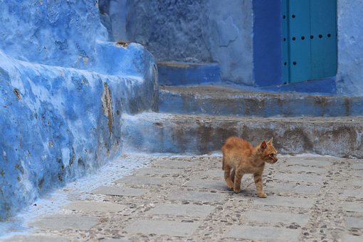 Free Cat Blue photo and picture