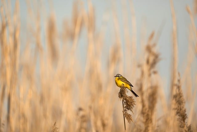 Free Bird Reeds photo and picture