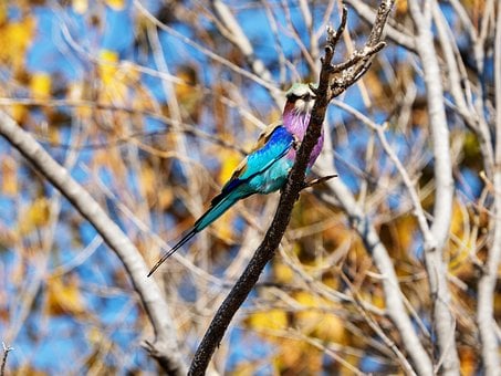 Free Lilac-Breasted Roller Bird photo and picture