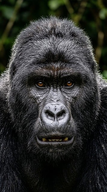Free gorilla animal primate illustration