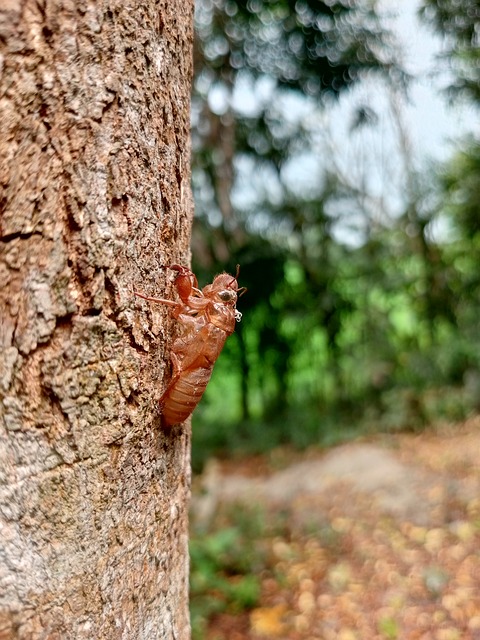 Árbol, Corteza, Cigarra, Naturaleza