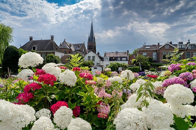 Holland, Kirke, Blomster, Hortensia