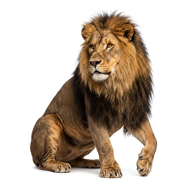 Free lion animal savannah illustration