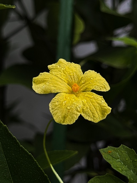 Free Flower Yellow photo and picture