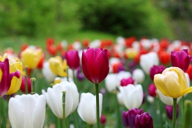 Download free HD stock image of Tulip Flower Free Tulip Flower photo and picture