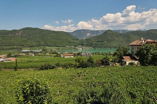Free South Tyrol Vineyard photo and picture