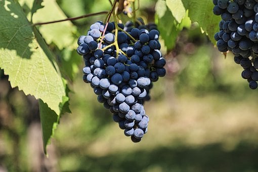 Free Grapes Viticulture photo and picture