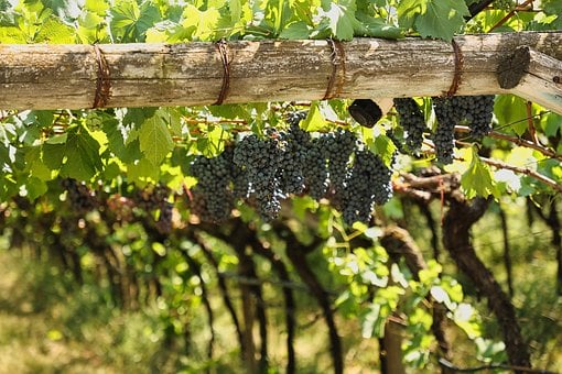 Free Grapes Vineyard photo and picture
