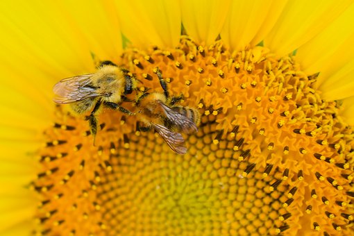 Bienen, Blume, Bestäubung, Sonnenblume