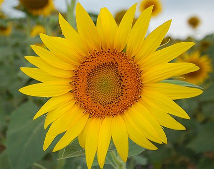 Sonnenblume, Gelb, Feld, Blume