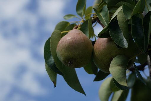 Free Pear Fruit photo and picture