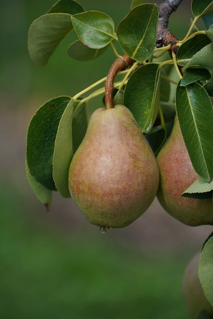 Free Pear Tree photo and picture