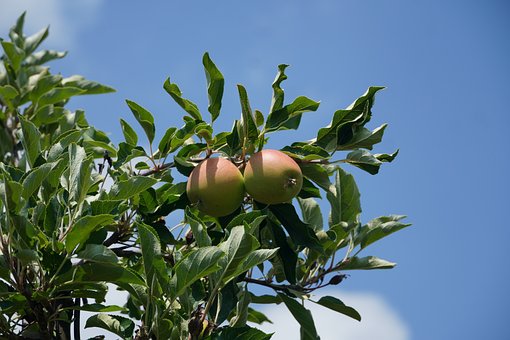 Free Apple Leaves photo and picture