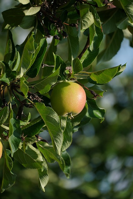 Free Apple Greenery photo and picture