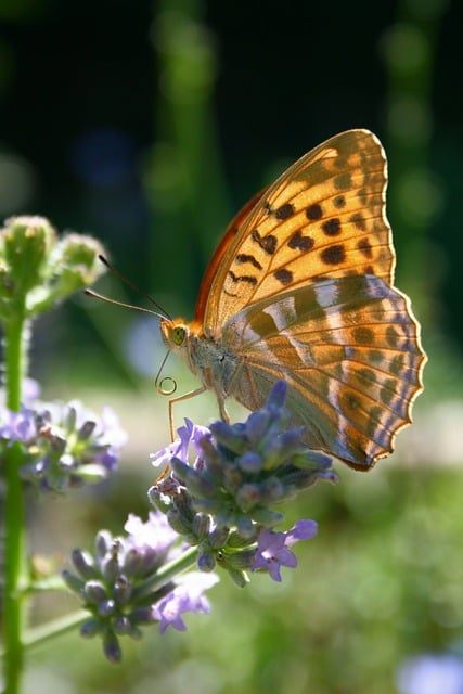 Free Butterfly Nature photo and picture
