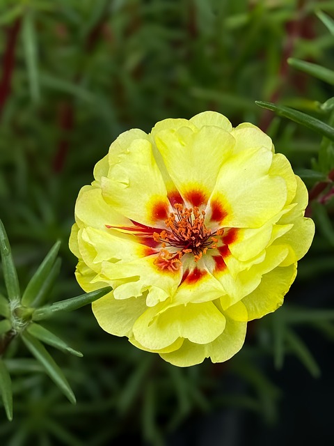 Free Flower Yellow Flower photo and picture