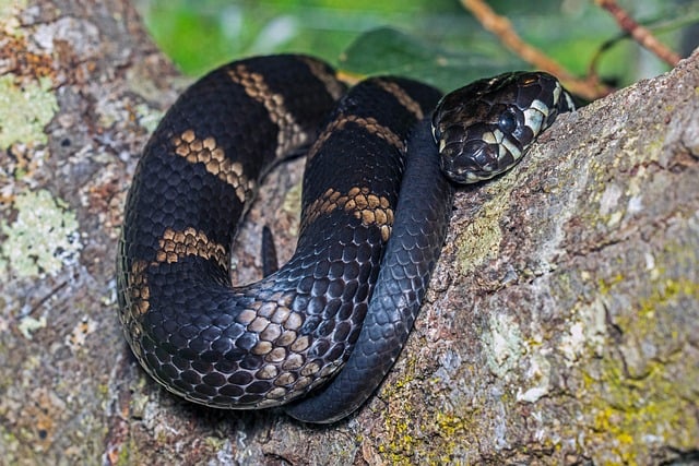 Free Snake Reptile photo and picture