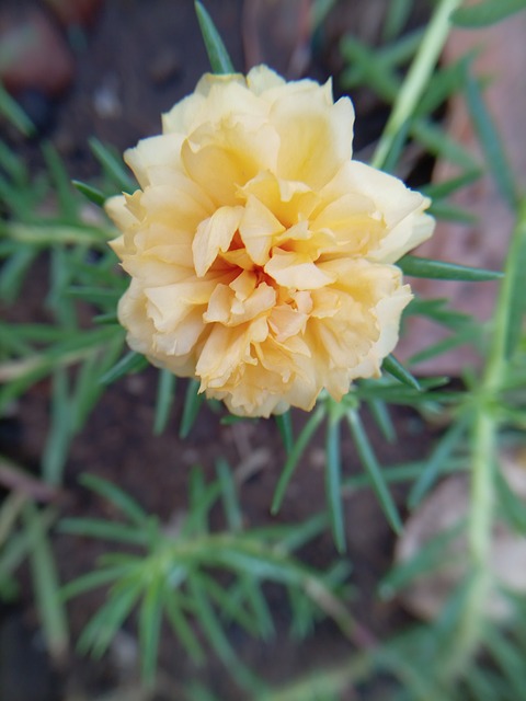 Blomst, Blomstrer, Gul, Blomsterhave