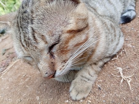 Kat, Dyr, Kæledyr, Blundende, Natur