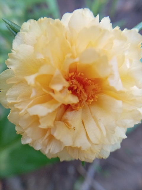 Blomst, Gul, Kronblade, Nærbillede