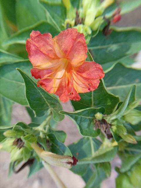 Blomst, Natur, Kronblade, Forår, Sommer