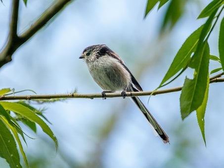 Vogel, Natur, Tierwelt, Ornithologie