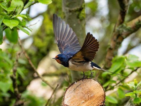 Vogel, Natur, Wildtiere, Ornithologie