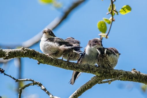Natur, Wildtiere, Ornithologie