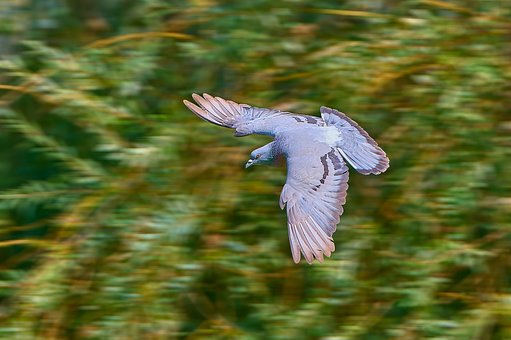 Free Bird Pigeon photo and picture