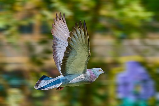 Free Pigeon Bird photo and picture
