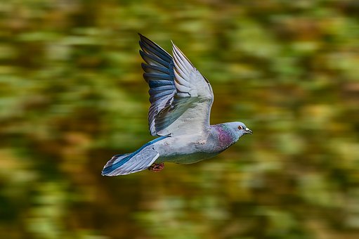 Free Pigeon Flying Bird photo and picture