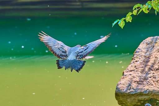 Free Bird Pigeon photo and picture