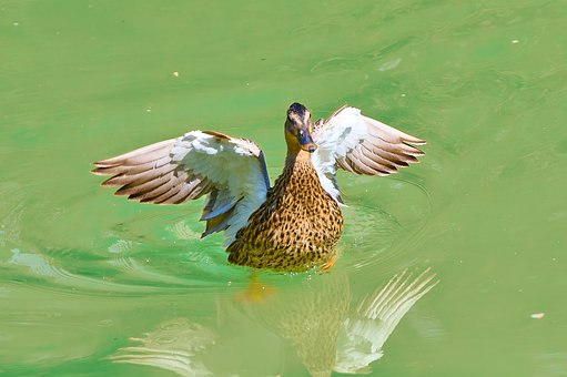 Free Duck Pond photo and picture