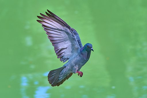 Free Pigeon Flying photo and picture