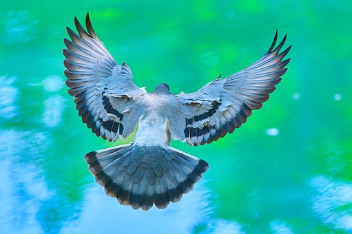 Free Bird Flying photo and picture