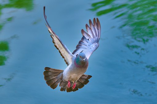 Free Pigeon Flying photo and picture
